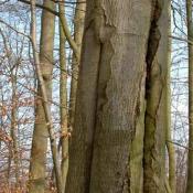 Solche Risse und Spalten nutzen einige Fledermausarten als Quartier. &copy; N. A. Kl&ouml;hn
