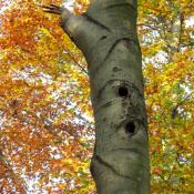 Spechth&ouml;hlen sind wichtige Quartiere f&uuml;r Flederm&auml;use. &copy; A. von L&uuml;hrte