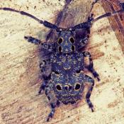 Augenfleckenbock (Mesosa curculionoides). &copy; G. C. M&ouml;ller
