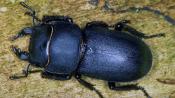 Balkenschröter (Dorcus parallelipipedus). © E. Wachmann