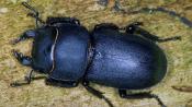 Balkenschr&ouml;ter (Dorcus parallelipipedus). &copy; E. Wachmann