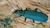 Blauer Scheinbockkäfer (Ischnomera caerulea). © G. C. Möller