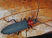 Bluthals-Scheinbockk&auml;fer (Ischnomera sanguinicollis). &copy; E. Wachmann