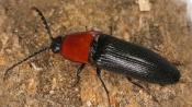 Bluthalsschnellk&auml;fer (Ischnodes sanguinicollis). &copy; E. Wachmann