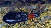 Buchen-Buntk&auml;fer (Tillus elongatus). &copy; G. C. M&ouml;ller