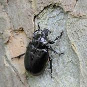 Details aus dem Bild oben. Ein frisch geschl&uuml;pfter Eremit auf einer Platane im Schlossgarten Charlottenburg. &copy; N. A. Kl&ouml;hn