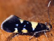 Faulholzmotte (Schiffermuelleria stroemella). © G. C. Möller