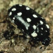 Gefleckter Pelzkäfer (Attagenus punctatus). © T. Tolasch