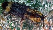 Gelbschuppiger Schnellk&auml;fer (Lacon querceus). &copy; G. C. M&ouml;ller