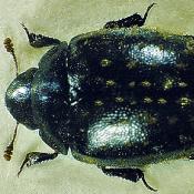 Schleimflussk&auml;fer (Nosodendron fasciculare). &copy; G. C. M&ouml;ller