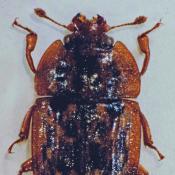 Gro&szlig;er Eichensaftflussk&auml;fer (Soronia punctatissima). &copy; G. C. M&ouml;ller