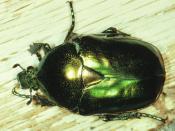 Gro&szlig;er Goldk&auml;fer (Protaetia aeruginosa). &copy; G. C. M&ouml;ller