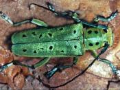 Gro&szlig;er Ulmenbockk&auml;fer (Saperda punctata). &copy; G. C. M&ouml;ller
