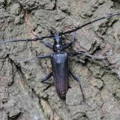 Heldbock, Gro&szlig;er Eichenbock (Cerambyx cerdo). &copy; N. A. Kl&ouml;hn