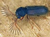Kammfühler-Pochkäfer (Ptilinus pectinicornis). © E. Wachmann