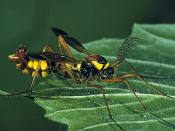 Kammschnake (Ctenophora ornata). &copy; G. C. M&ouml;ller
