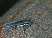 Lindenb&ouml;ckchen (Stenostola ferrea).  &copy; E. Wachmann