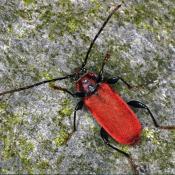 Roter Scheibenbock (Pyrrhidium sanguineum). &copy; E. Wachmann