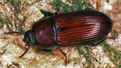 Roter Schwarzk&auml;fer (Uloma culinaris). &copy; E. Wachmann