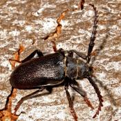 S&auml;gebock (Prionus coriarius). &copy; G. C. M&ouml;ller