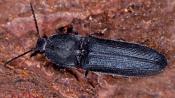 Veilchenblauer Wurzelhalsschnellk&auml;fer (Limoniscus violaceus). &copy; E. Wachmann