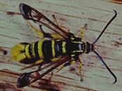 Wespenglasfl&uuml;gler (Synanthedon vespiformis). &copy; G. C. M&ouml;ller