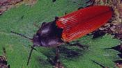 Zinnoberroter Schnellk&auml;fer (Ampedus cinnabarinus). &copy; G. C. M&ouml;ller