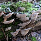 Austernseitling (Pleurotus ostreatus) an lebendem und toten Laubholz. © N. A. Klöhn