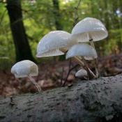 Buchen-Schleimr&uuml;bling (Oudemansiella mucida) - meist auf Buche. &copy; N. A. Kl&ouml;hn