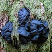 Schmutzbecherling (Bulgaria inquinans) an totem liegenden Holz.  &copy; N. A. Kl&ouml;hn