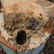 Nach einer leider erforderlichen weiteren Kappung ist das Ausma&szlig; der Holzzersetzung erkennbar: Der Zunderschwamm hat sich z.T. bis zur Baumoberf&auml;che ausgedehnt. Neben einem Spechtloch sind Fra&szlig;spuren von Balkenschr&ouml;ter-Larven und Abschottungszonen weiterer Pilzarten erkennbar. &copy; N. A. Kl&ouml;hn