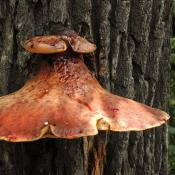 Leberpilz  (Fistulina hepatica) - typischer Pilz an Alteichen - f&uuml;hrt zu Braunf&auml;ule. &copy; N. A. Kl&ouml;hn