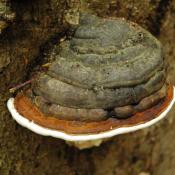 Rotrandiger Baumschwamm (Fomtopsis pinicola) - Braunf&auml;ulerreger. &copy; N. A. Kl&ouml;hn