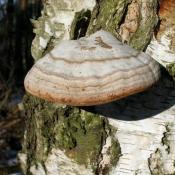 Zunderschwamm (Fomes fomentarius) - typischer Weißfäuleerreger an Buche u.a. Laubholz.   © N. A. Klöhn