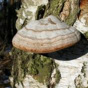 Zunderschwamm (Fomes fomentarius) - typischer Wei&szlig;f&auml;uleerreger an Buche u.a. Laubholz.   &copy; N. A. Kl&ouml;hn