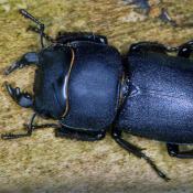 Balkenschröter (Dorcus parallelipipedus). © E. Wachmann