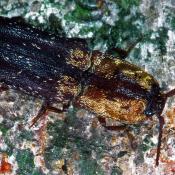 Gelbschuppiger Schnellk&auml;fer (Lacon querceus). &copy; G. C. M&ouml;ller