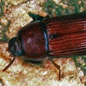 Roter Schwarzk&auml;fer (Uloma culinaris). &copy; E. Wachmann