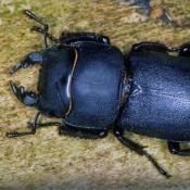 Balkenschr&ouml;ter (Dorcus parallelipipedus). &copy; E. Wachmann