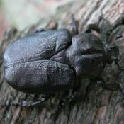 Eremit, Juchtenk&auml;fer (Osmoderma eremita). &copy; N. A. Kl&ouml;hn