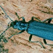 Blauer Scheinbockkäfer (Ischnomera caerulea). © G. C. Möller