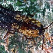 Gelbschuppiger Schnellk&auml;fer (Lacon querceus). &copy; G. C. M&ouml;ller