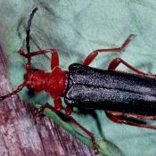 Beulenkopfbock (Rhamnusium bicolor). &copy; G. C. M&ouml;ller