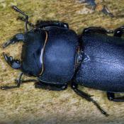 Balkenschröter (Dorcus parallelipipedus). © E. Wachmann