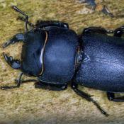 Balkenschr&ouml;ter (Dorcus parallelipipedus). &copy; E. Wachmann