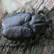 Eremit, Juchtenk&auml;fer (Osmoderma eremita). &copy; N. A. Kl&ouml;hn