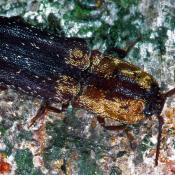 Gelbschuppiger Schnellk&auml;fer (Lacon querceus). &copy; G. C. M&ouml;ller