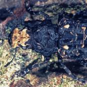 Großer Breitrüsselkäfer (Platyrrhinus resinosus). © G. C. Möller