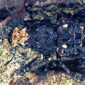 Gro&szlig;er Breitr&uuml;sselk&auml;fer (Platyrrhinus resinosus). &copy; G. C. M&ouml;ller