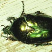 Gro&szlig;er Goldk&auml;fer (Protaetia aeruginosa). &copy; G. C. M&ouml;ller